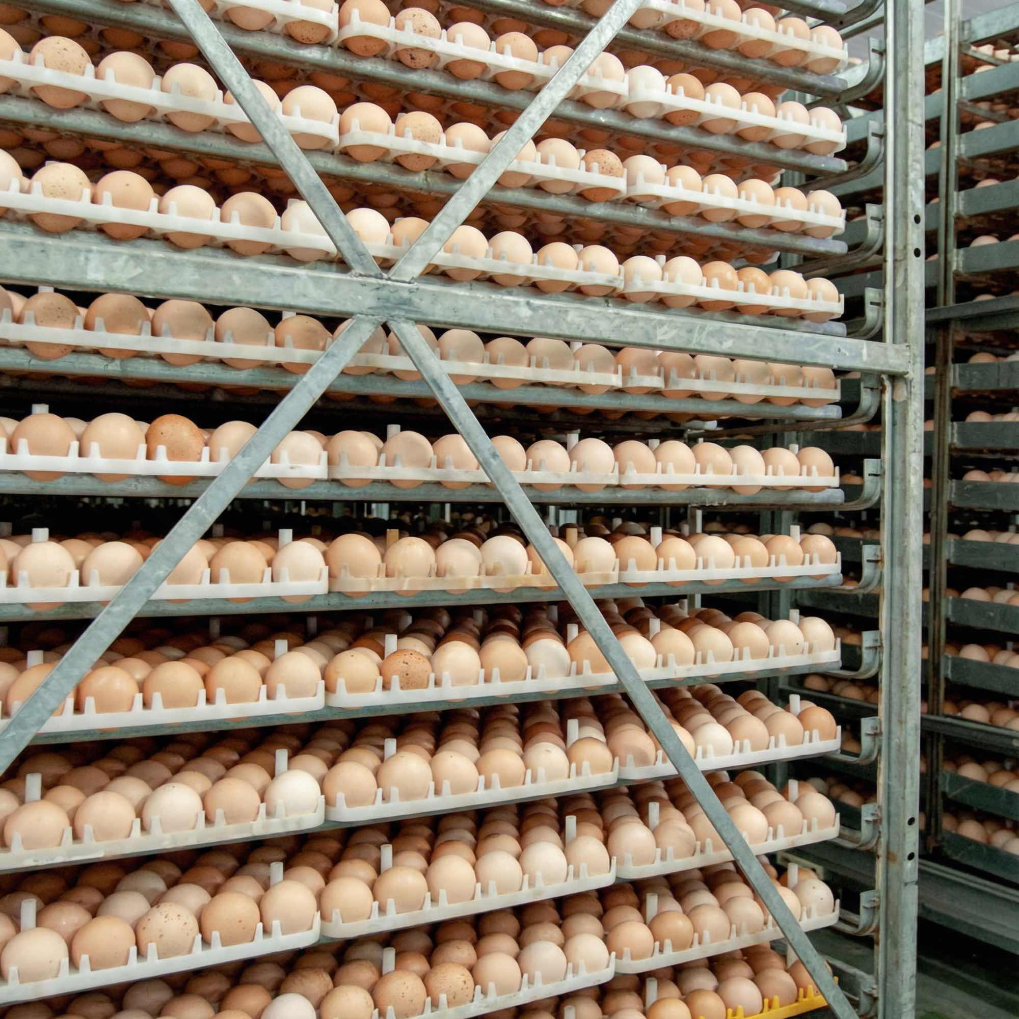 Cold Storage